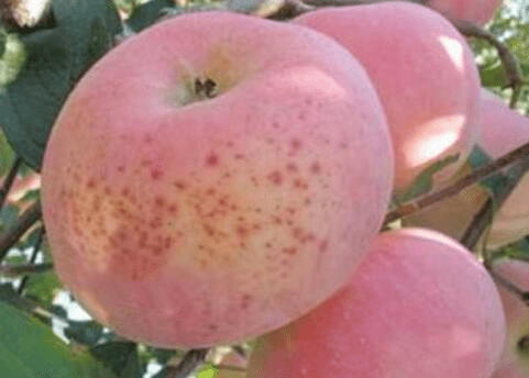 3, 苹果红黑点病苹果斑点落叶病又称苹果褐纹病,是由苹果链格孢的强