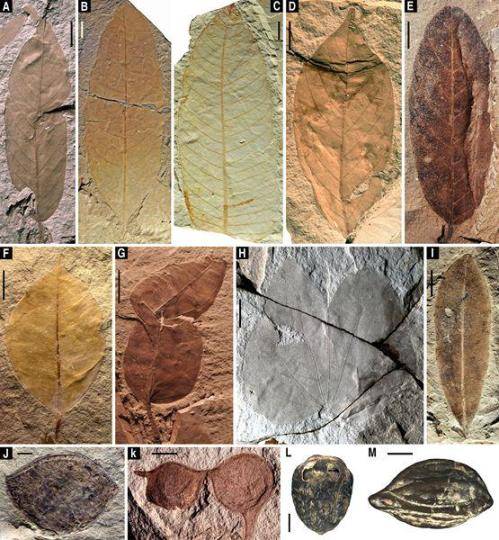 化石|中外科学家“解锁”1500万年前热带雨林“宝石库”