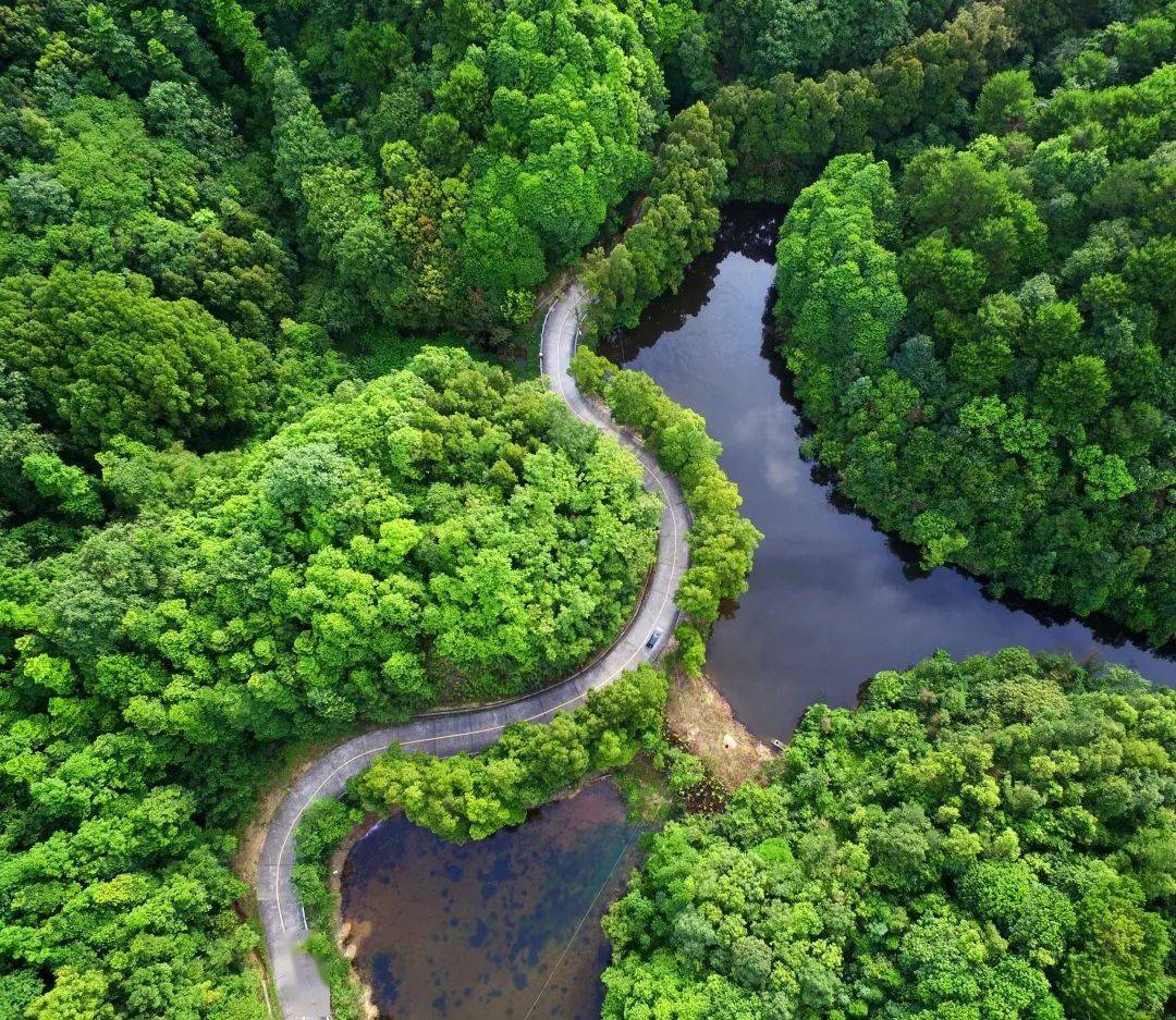 生态佛山云勇林场珠三角的塞罕坝
