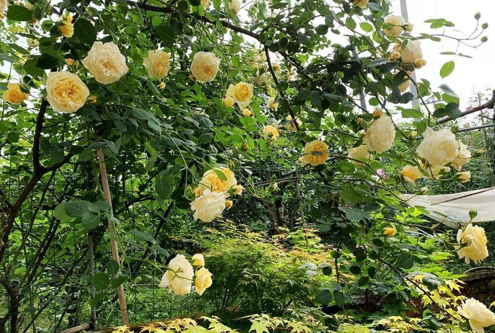 帕内而玫瑰花园图片