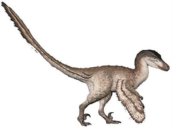 速度|看脚印，科学家测出了这只恐龙的“时速”