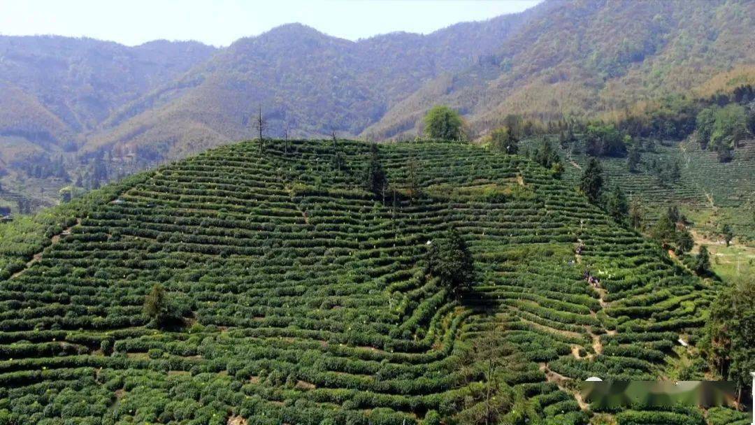 太平猴魁:种茶有方 制茶有道