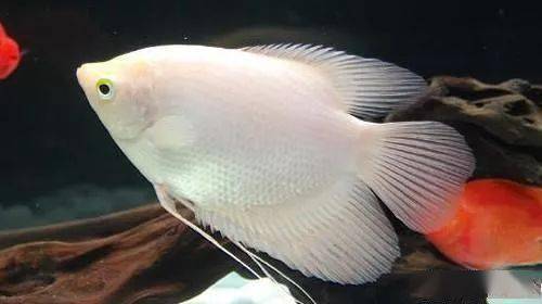 鱼类品种大全不常见 a3d6331e8e12441eb936ddd1b35ee5b2.jpeg