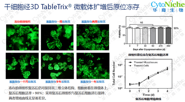 干细胞3d微载体规模化生产工艺和质量控制 上 生物