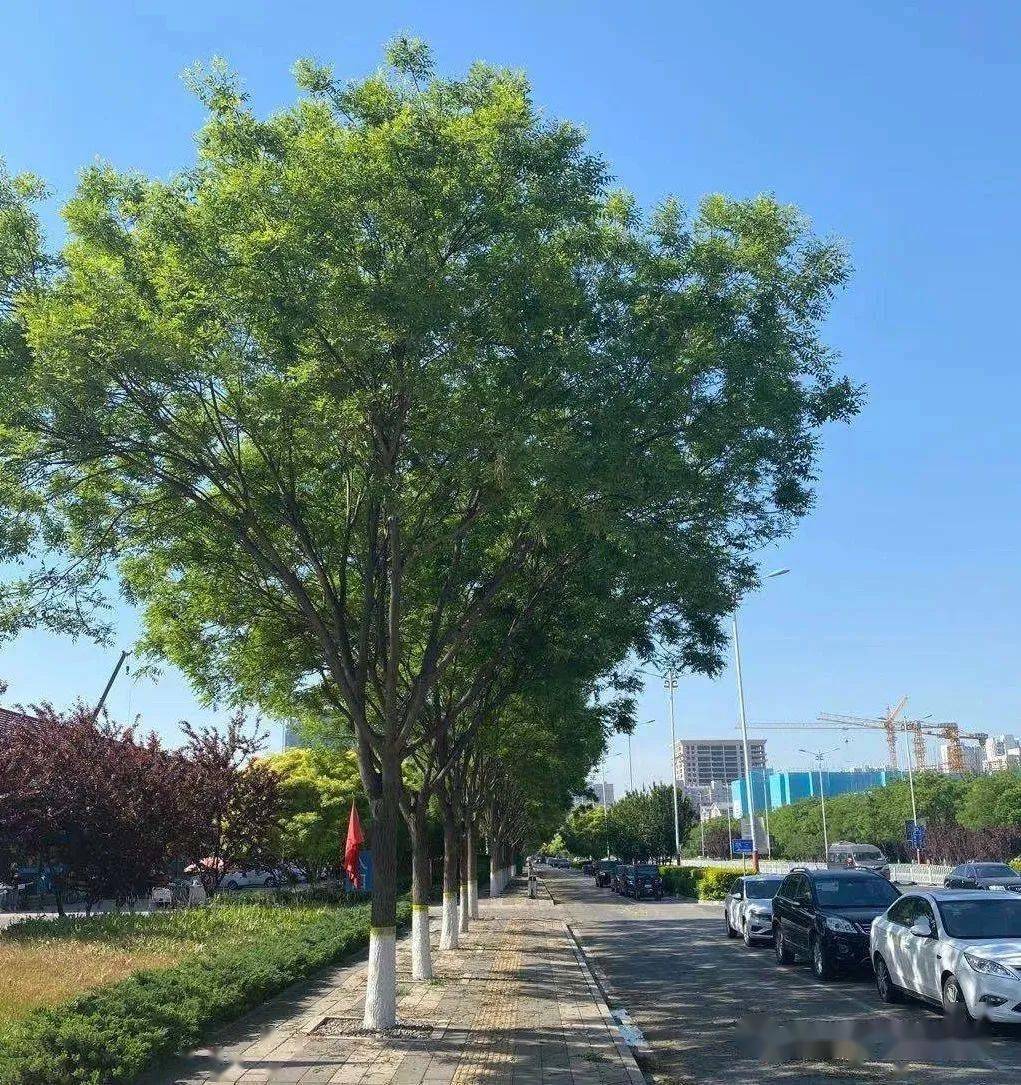 全市所有街道,21110棵树换装!