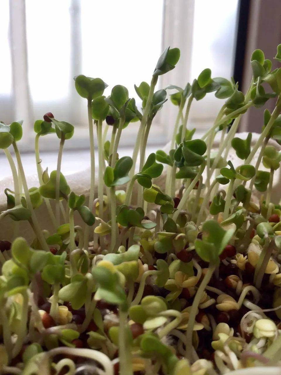 79 土壤种植西兰花种子还可以种在土壤里79西兰花芽食谱西兰花芽