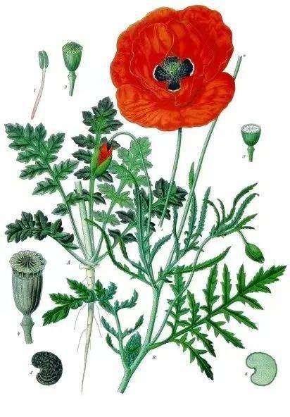 coquelicot(虞美人) coquelicot(虞美人)这个词中间的"e"在法语里是不