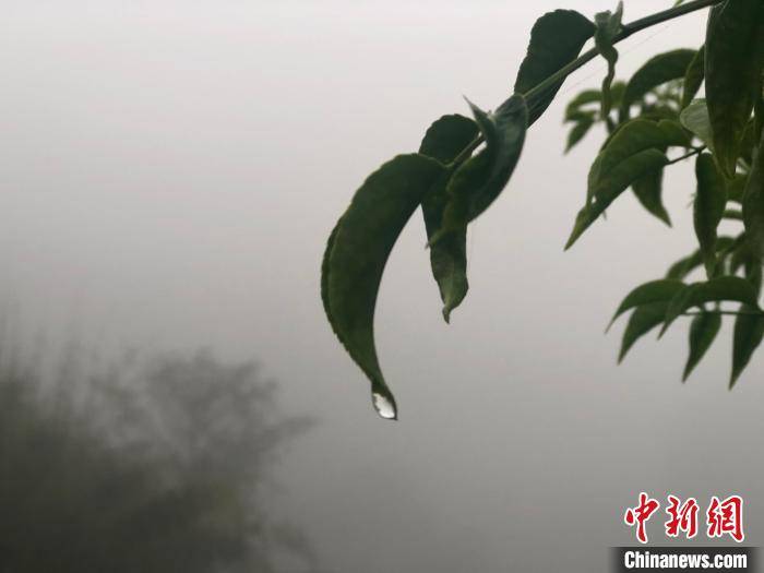 立夏以后,江南正式进入雨季,雨量和雨日均明显增多,连绵的阴雨天气将