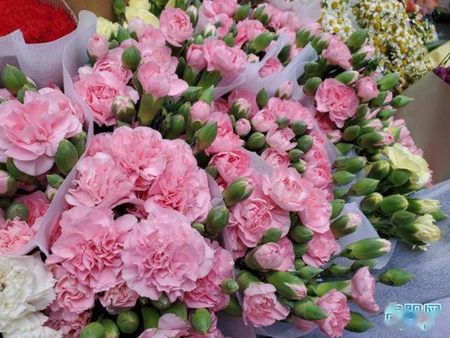 临近母亲节 鲜花玫瑰 康乃馨价格将会小幅上涨 黎女士