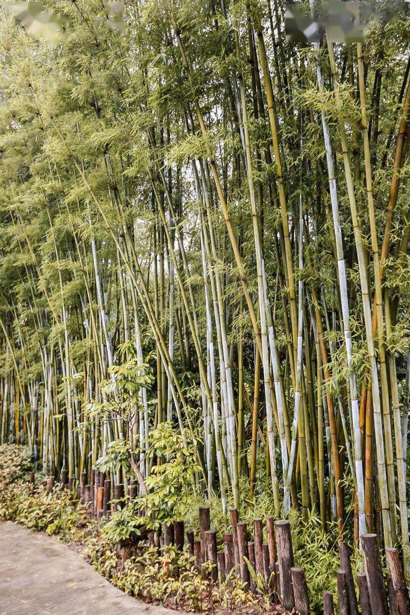 棧道沿鳳溪而建,在臨近溪水旁,能看到特意開設的 親水平臺.