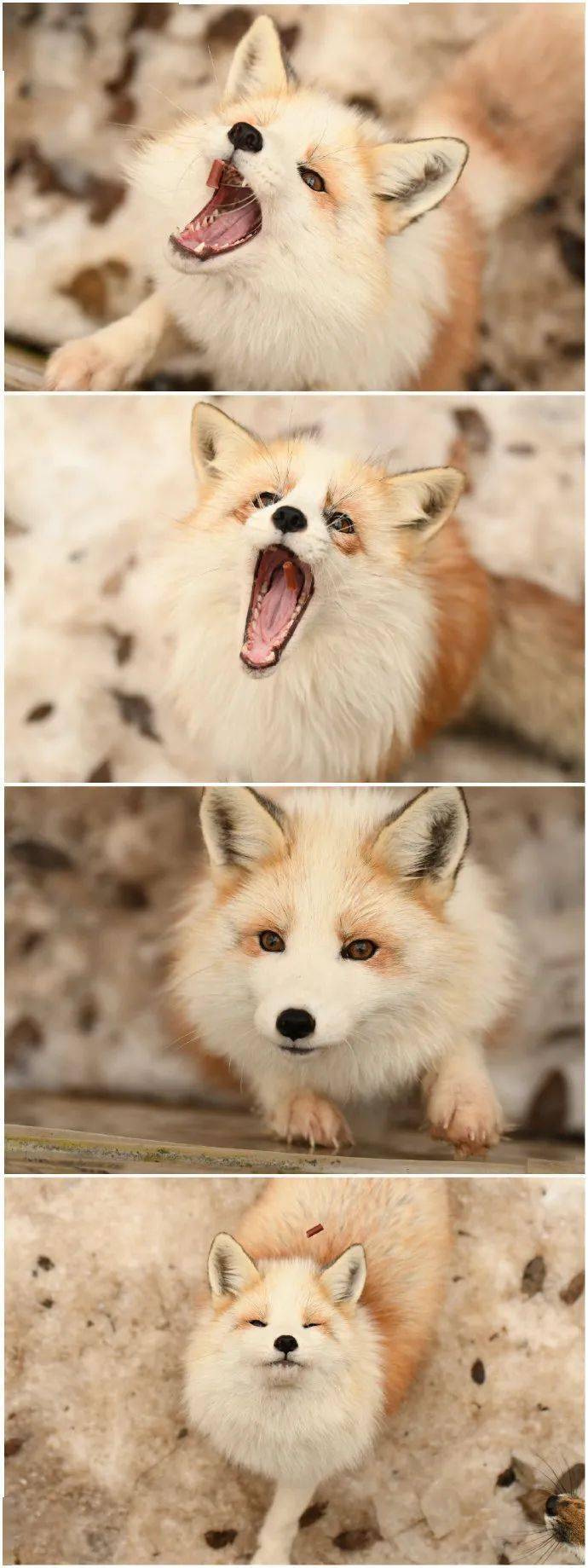 快来吸千娇百媚的茶金狐狐!_纣王