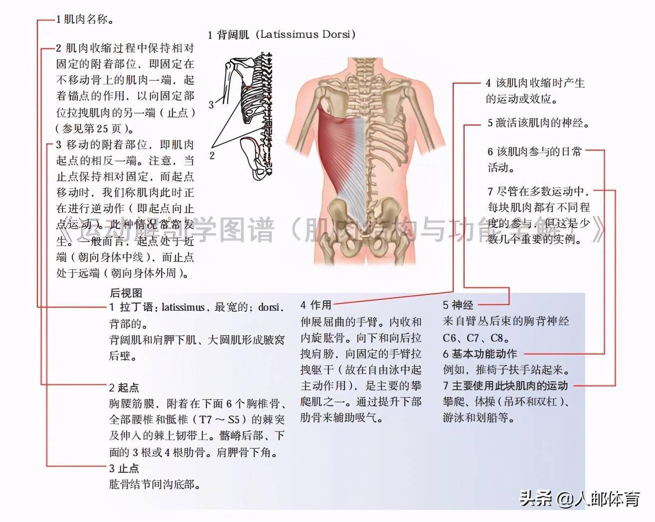 运动解剖学,全面解析主要骨骼肌结构与功能,助你提升运动表现