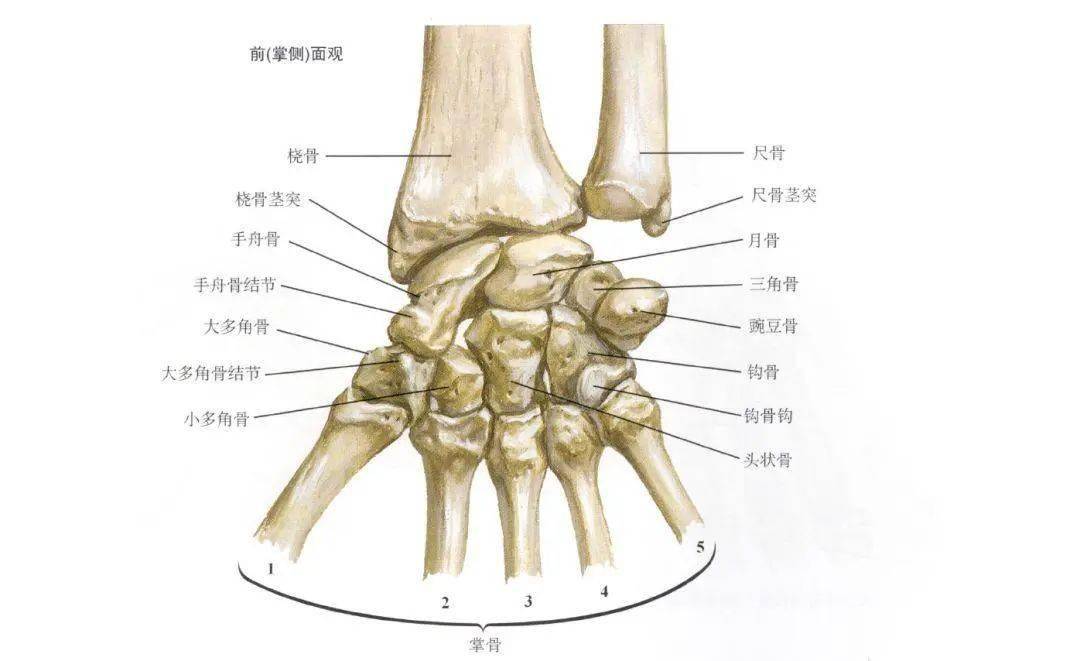桡骨茎突是一个解剖部位,是指位于桡骨远端(腕关节处)向外侧的突起
