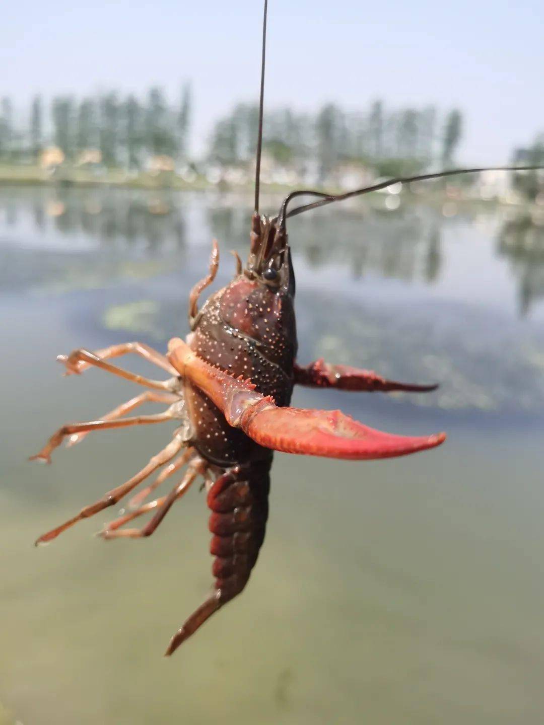 罗泾水源涵养林钓龙虾图片