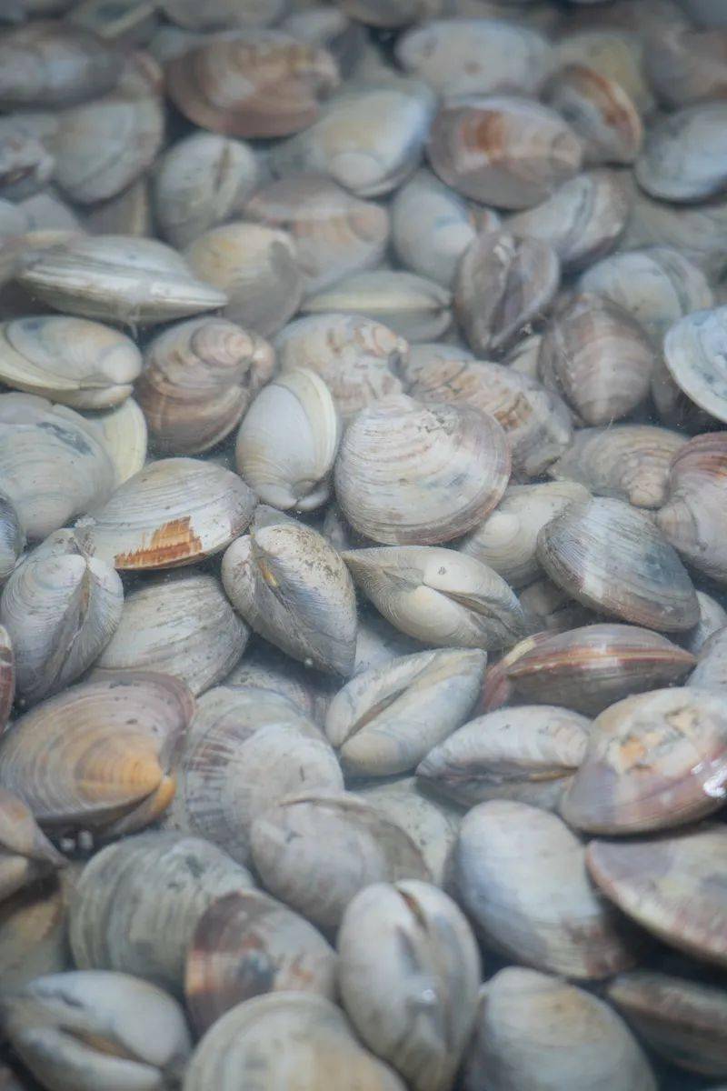 9抢「贝小七卜卜贝」双人套餐,现点现做,鲜嫩多汁,体育西两店通用!