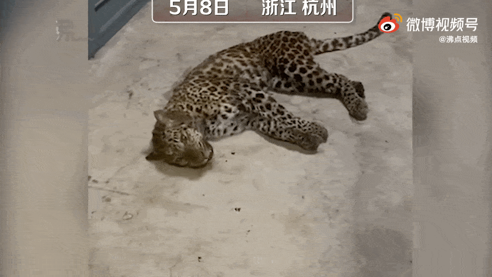 杭州野生动物园3只金钱豹出逃园区瞒报的背后藏着一场恶行