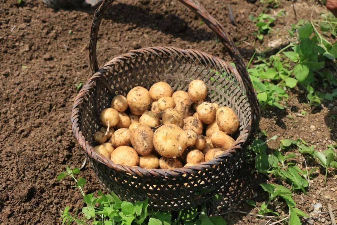 74沙软绵甜恩施小土豆特好吃但是大山里的他们太苦了