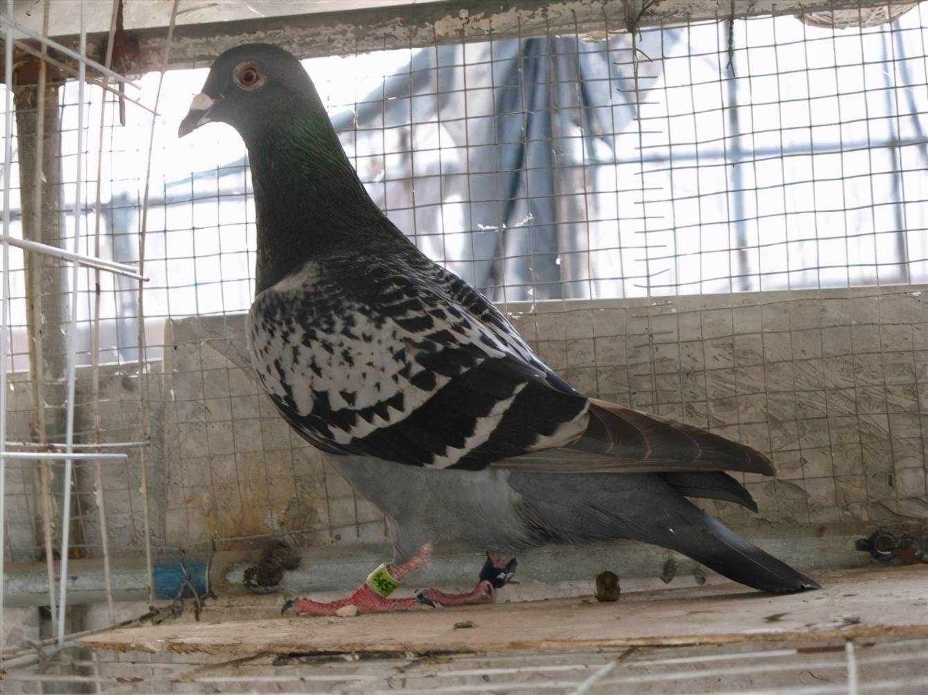 高价天落鸟是真的疯了还是物有所值