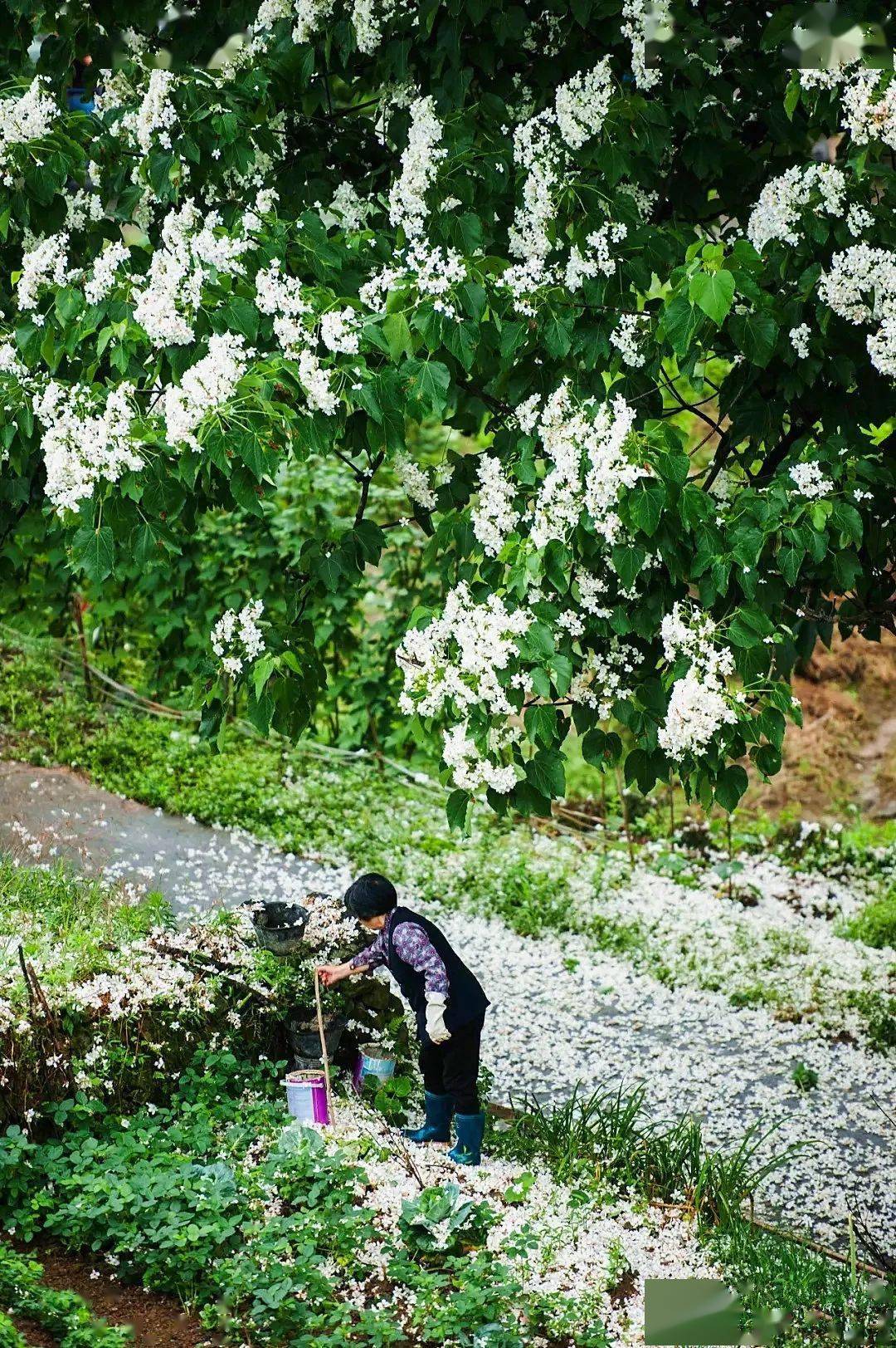 又见桐花发旧枝◆