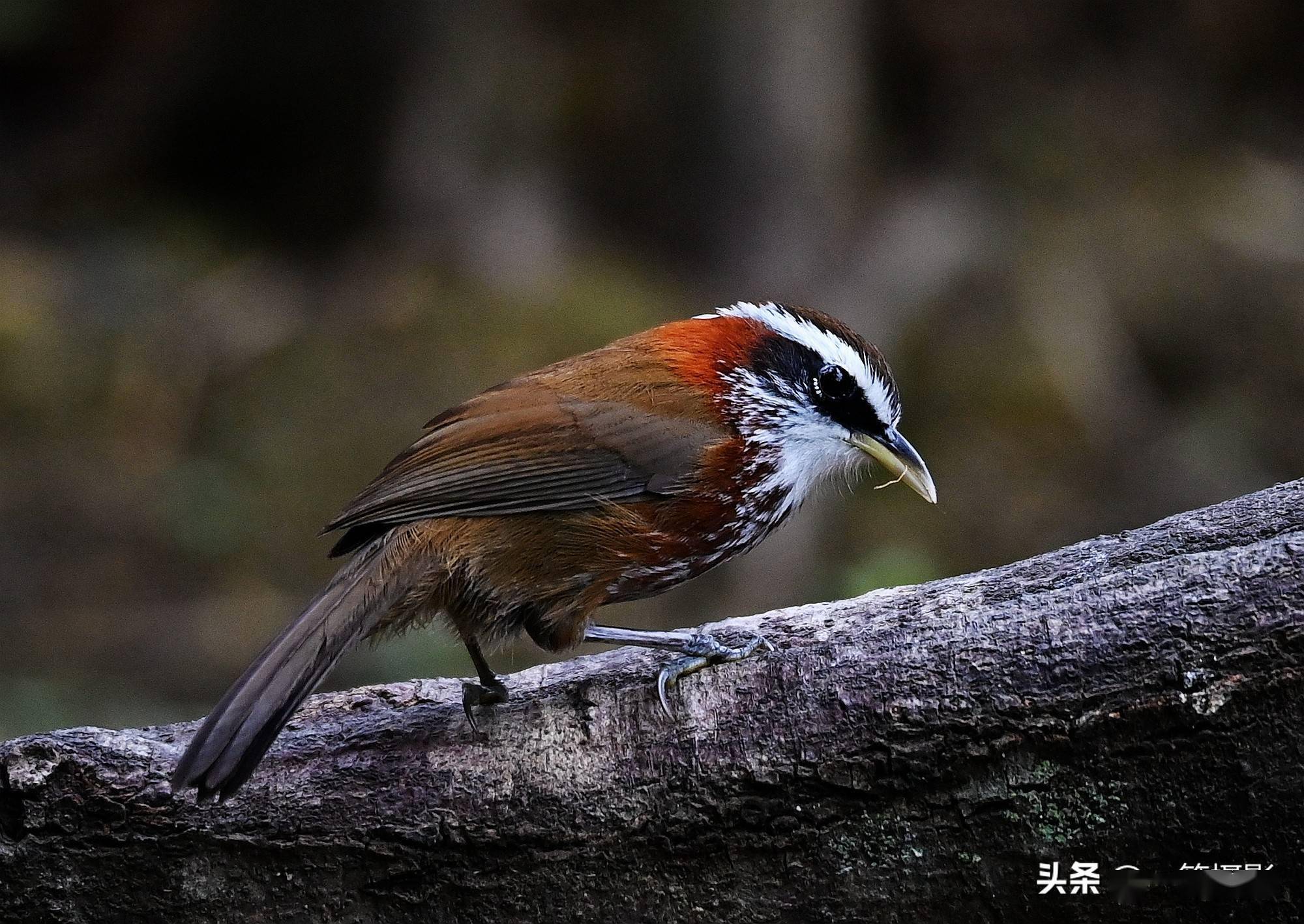 广东南岭大山里的棕颈钩嘴鹛