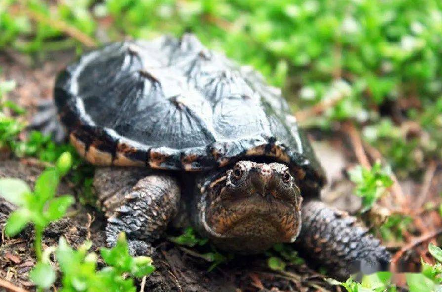 乌龟怎么看有没有生病 030cf939056646d98e7e06284678e18f.jpeg