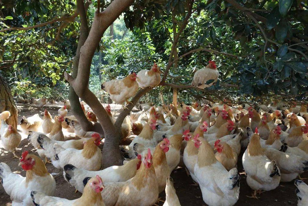 一览梧遗梧州非遗线上展岑溪古典鸡传统制作技艺