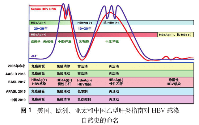 慢性乙型肝炎病毒感染免疫耐受期的新认识