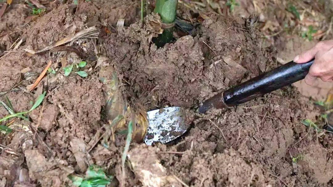 笋是什么时候有 39d5e77646a746e695f97e565eeb4dce.jpeg