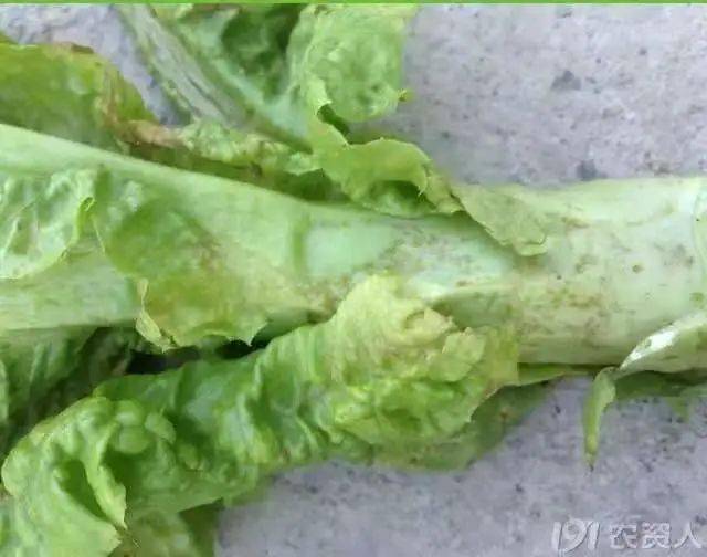 莴苣炭疽病危害这么大防治一定要到位