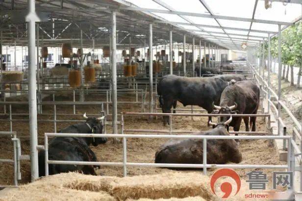 追寻建党百年足迹网络名人山东行 走进纽澜地揭秘高青黑牛为何这么 牛 养殖厂