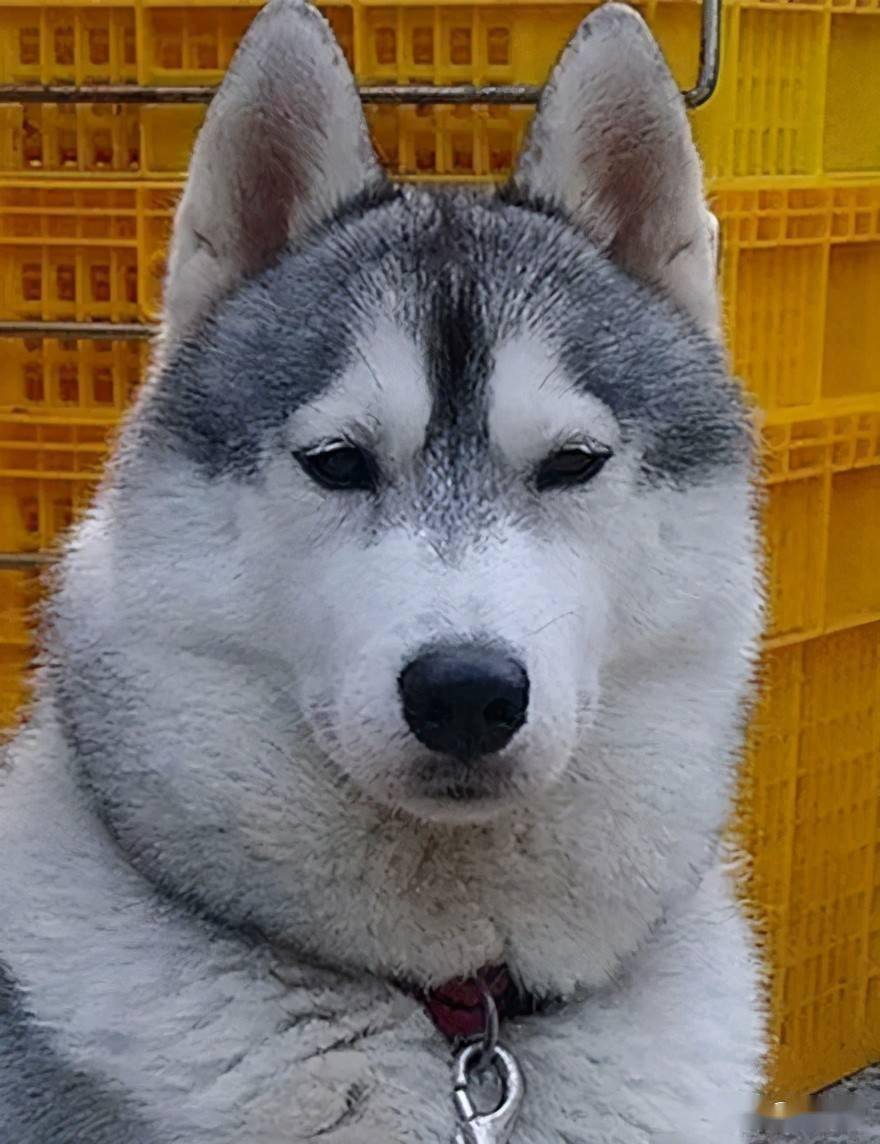 带二哈去郊外放风结果没十分钟它就把自己关进监狱