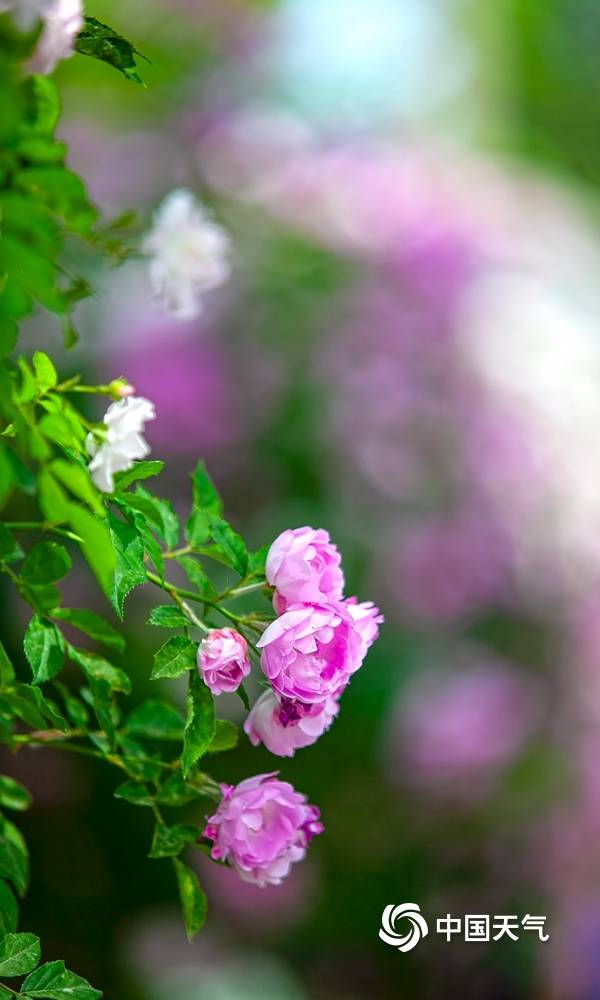中国天气网讯 五月正值北京的蔷薇观赏季,近日,五塔寺七姊妹蔷薇花