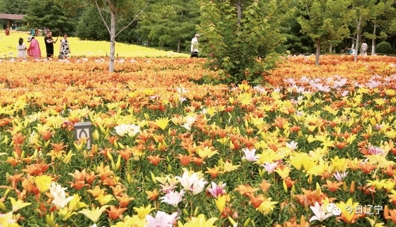 辽宁最美赏花地之六67百合香飘沈水湾