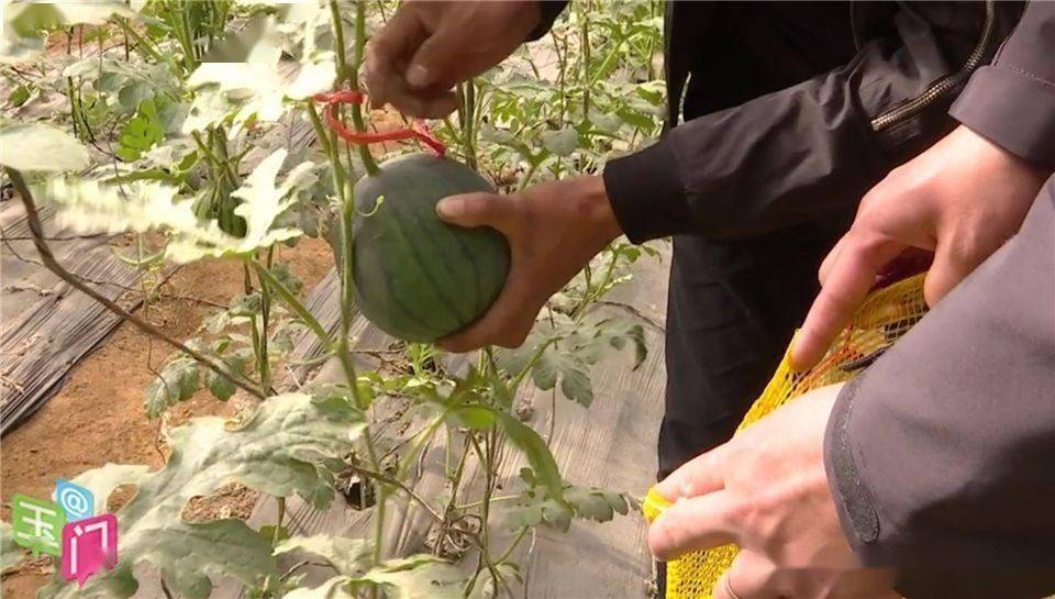 西瓜怎么育苗最有效 84ad3af1c9614b3a85b0c1a1b78a4238.jpeg