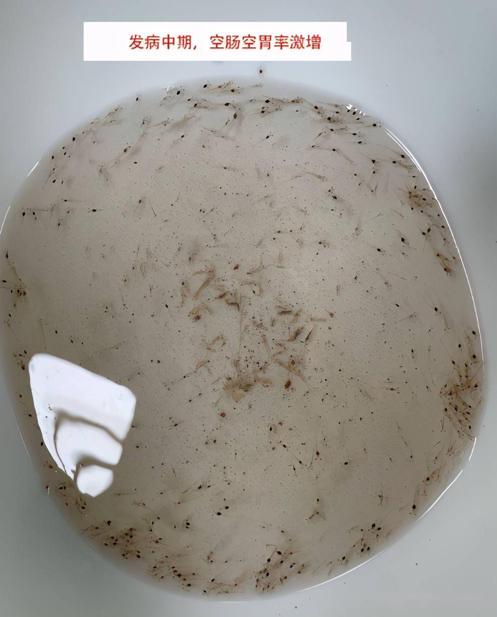 胃率开始激增,苗体通体发白或透明,苗池内虾苗发育尺寸差异大(见下图)