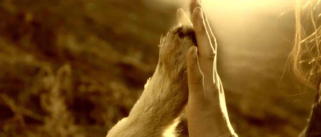 拿命撸狼,这个中国女人,太狠了