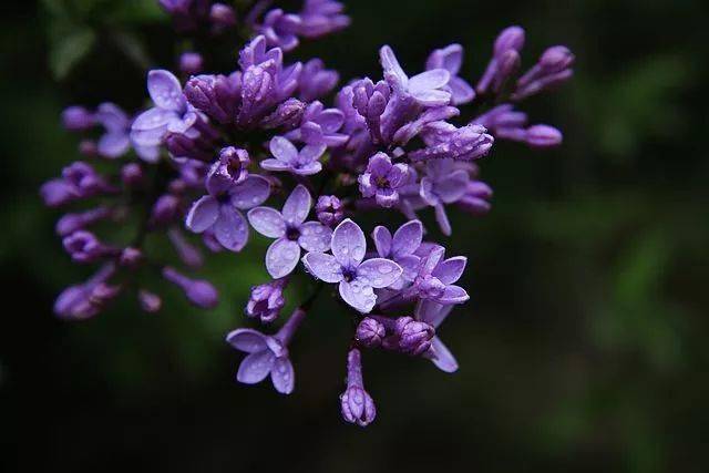 丁香花给人的启示是什么(丁香花引发了人生怎样的思考)