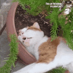 蛋蛋|喵生太艰难，猫：我受不了这委屈！