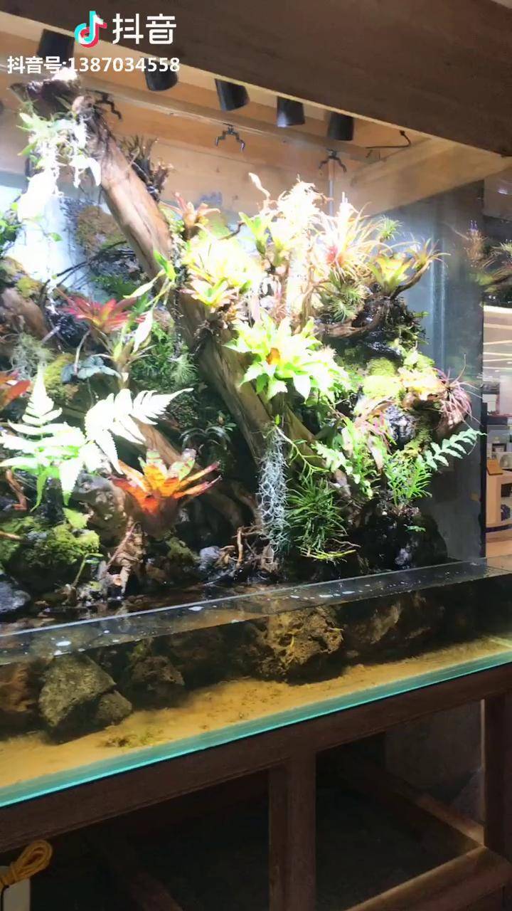 热带雨林缸漂亮吧
