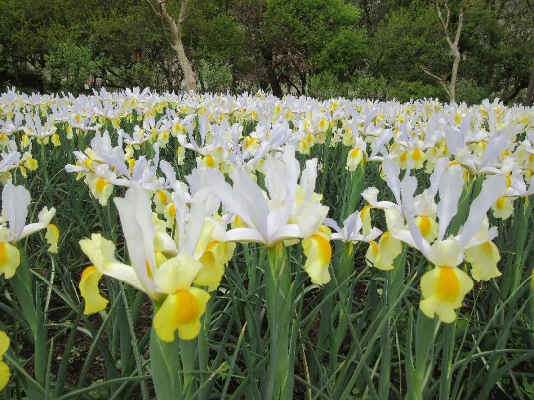 探索申城鳶尾初放在這些公園可與花之蝶邂逅