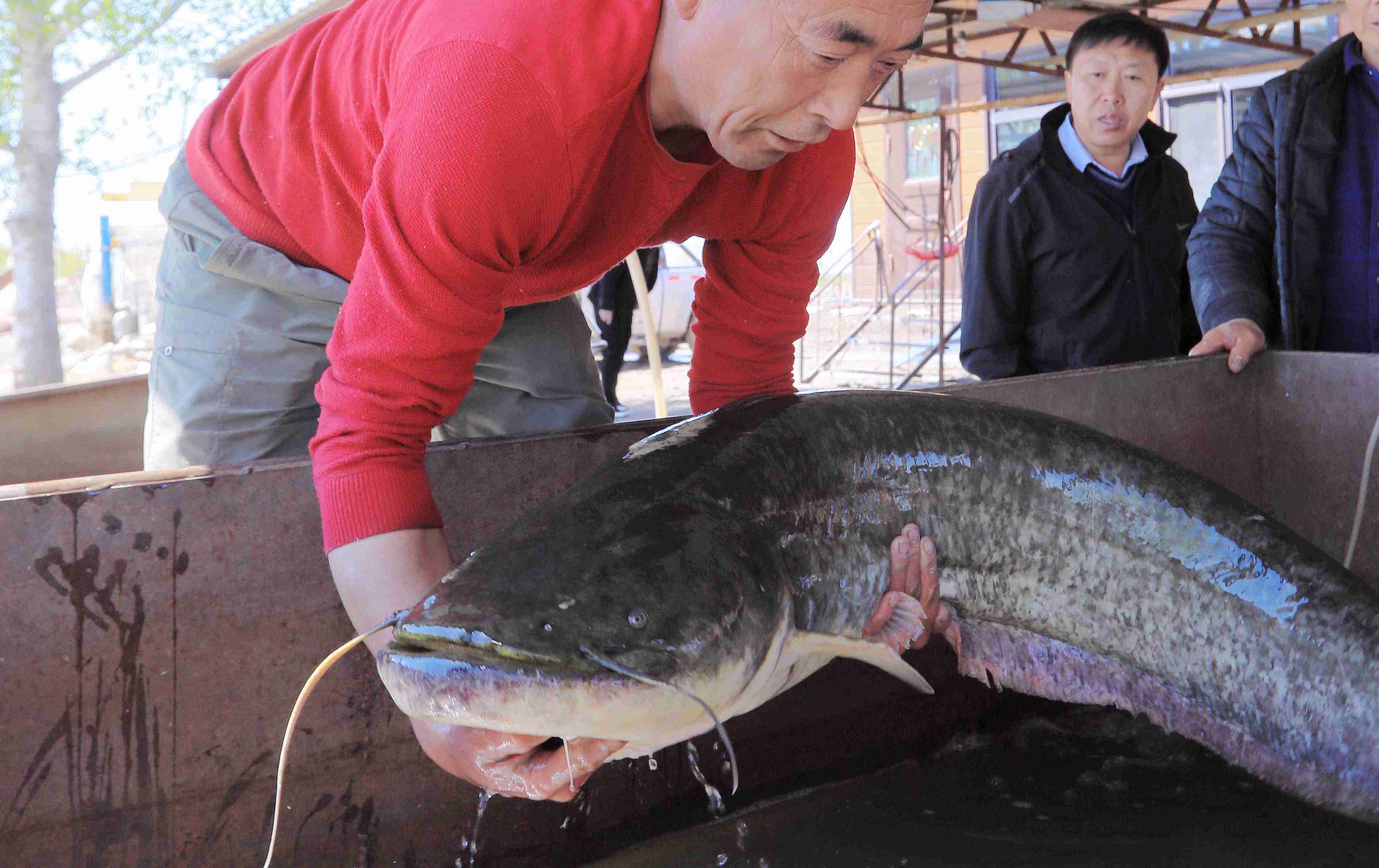 黑龙江大庆:一网两条大鲶鱼 一条44斤一条21斤