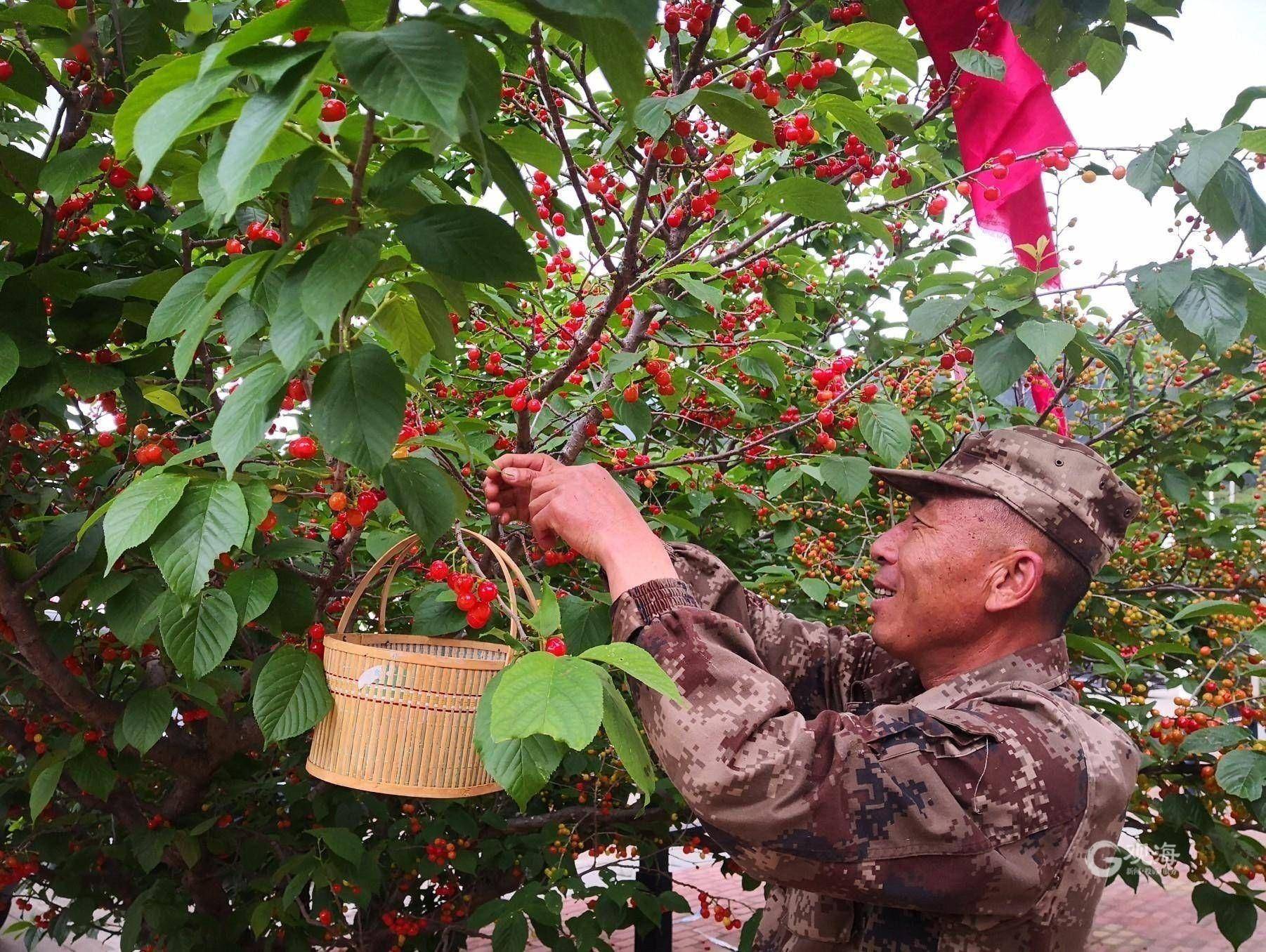 4000多亩山色峪樱桃熟了 入园采摘每人40元左右