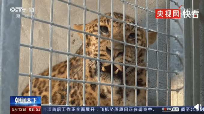 杭州第二只金钱豹粪便检出竹叶,初步判定它可能捕食了老鼠之类的小