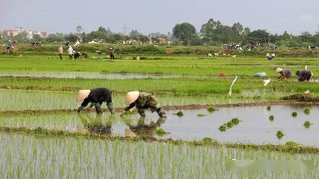 季风水田农业是一种需要投入大量劳动力的精耕细作的集约农业.