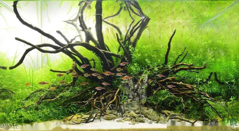 水草缸后景草的8种布局方式让你一次看个够