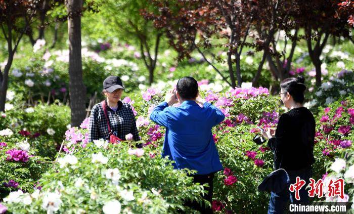 宁夏贺兰700余亩牡丹绽放吸引游客观赏打卡