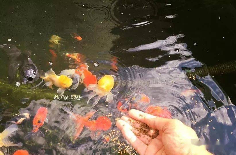 除了撒盐这6种方法可以让金鱼活得更长