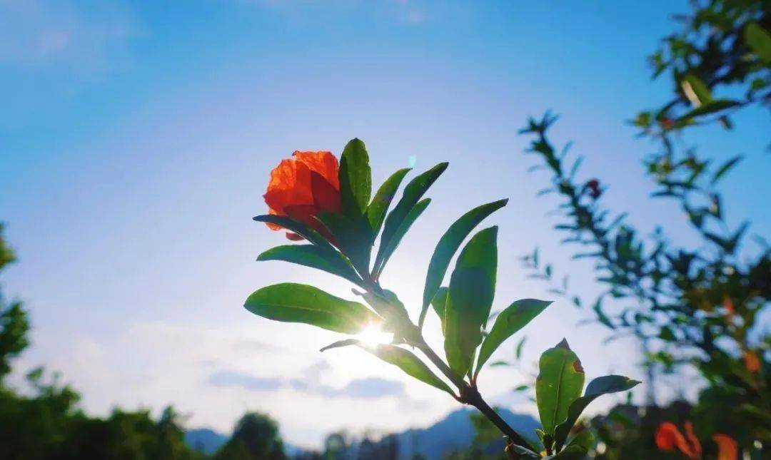 采摘季到了 又是一年吃枇杷的时候啦 军辉