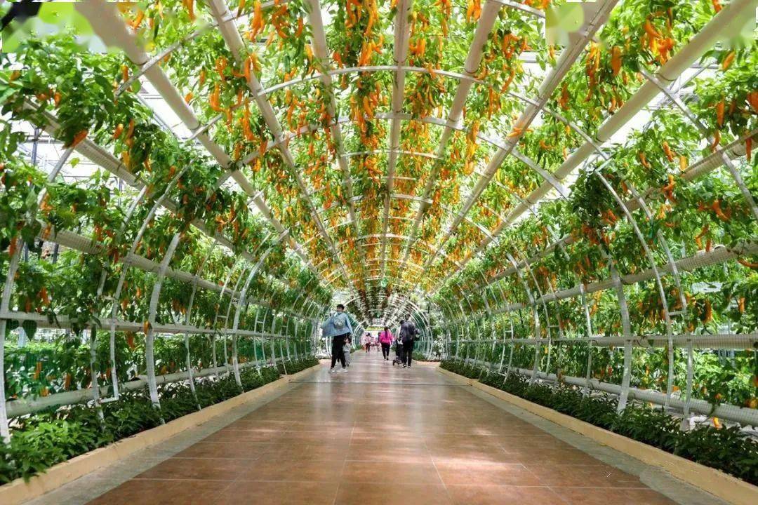 4月20日寿光菜博会,这些前沿炫酷的蔬菜"黑科技"将靓相～～_景观