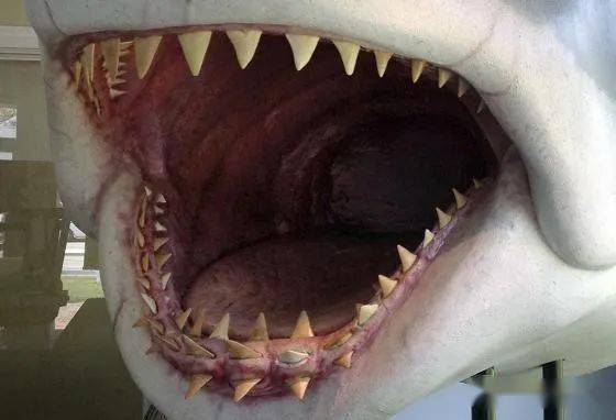 澳洲小哥被鲨鱼咬断腿硬是找警察要回收走的鲨鱼牙我拿腿换的